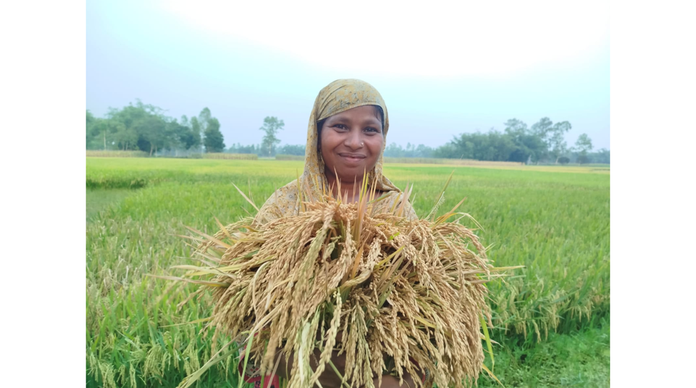 পঞ্চগড়ে উন্নত জাতের বোরো ধানে বাম্পার ফলন পেয়ে খুশি কৃষকেরা
